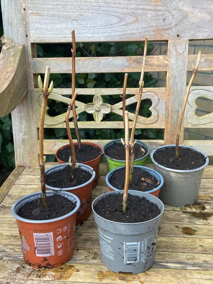 Hortensia Annabel stekken - vorig jaar gepot en lopen uit, Tuin en Terras, Planten | Tuinplanten, Vaste plant, Overige soorten