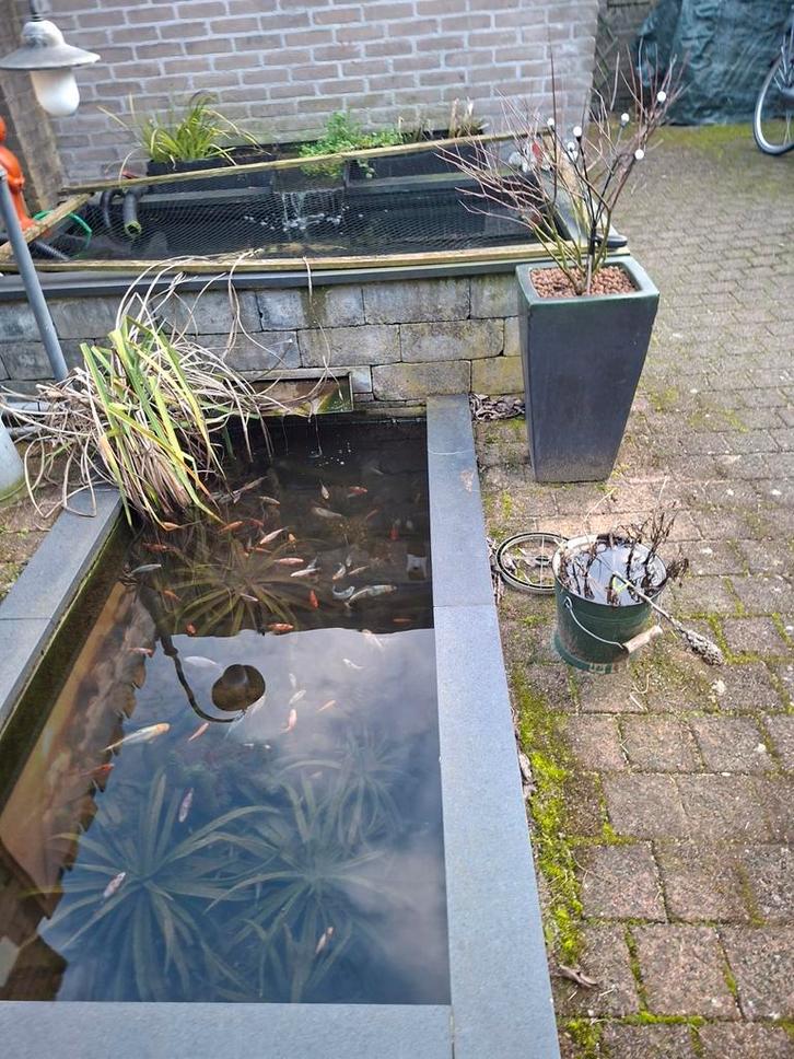 Vijvervissen shubikins, Dieren en Toebehoren, Vissen | Vijvervissen, Goudvis(sen)