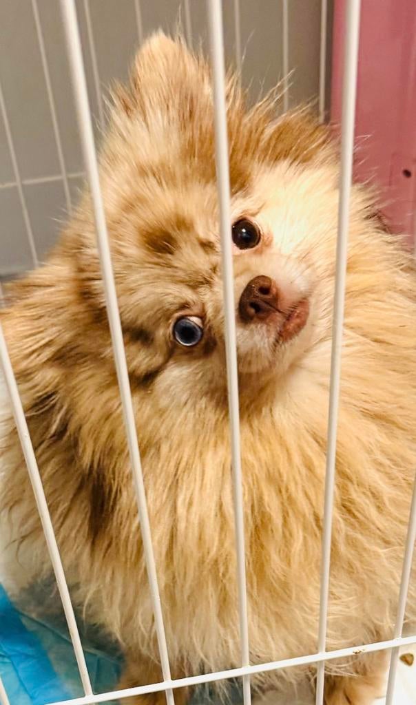 Nieuwe huisje gezocht voor  raszuiver pomeranian pomeriaan, Parvo, Overige rassen, Teef, Meerdere