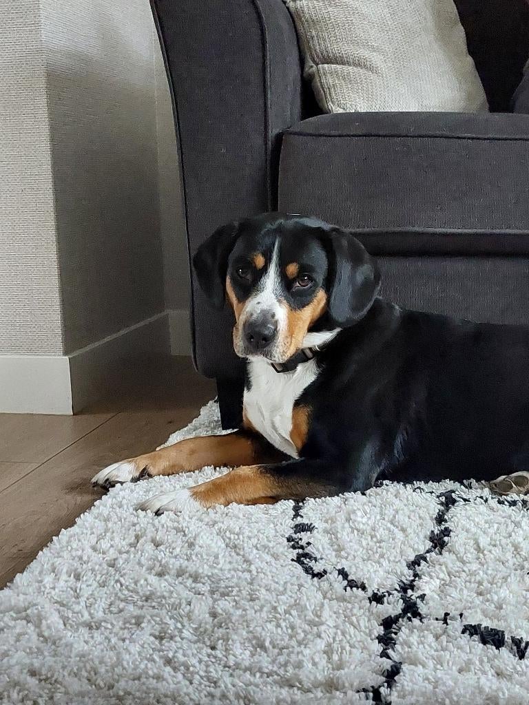 Pup Entlebucher Sennenhond (Entle Bucher), Dieren en Toebehoren, Parvo, Overige rassen, 8 tot 15 weken, Meerdere