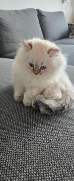 Prachtige kitten te koop – Ern  Britse langharige kat, Dieren en Toebehoren, Katten en Kittens | Raskatten | Korthaar, Kater