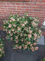 Skimmia Japonica 'Rubella', Ophalen, Overige soorten, Struik, Minder dan 100 cm