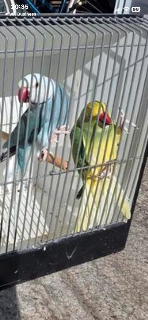 Kweek koppel witkop witstaart x geelkop geelstaart, Meerdere dieren, Parkiet