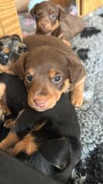 Jack russel pups, Dieren en Toebehoren, HCC (leverziekte), Jack Russell Terriër, 8 tot 15 weken, Meerdere