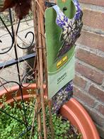 Clematis plant klimplant, Ophalen, Zo goed als nieuw