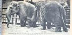 Artis 1956; olifanten besproeien elkaar met zand, Verzenden, 1940 tot 1960, Gebruikt, Dier