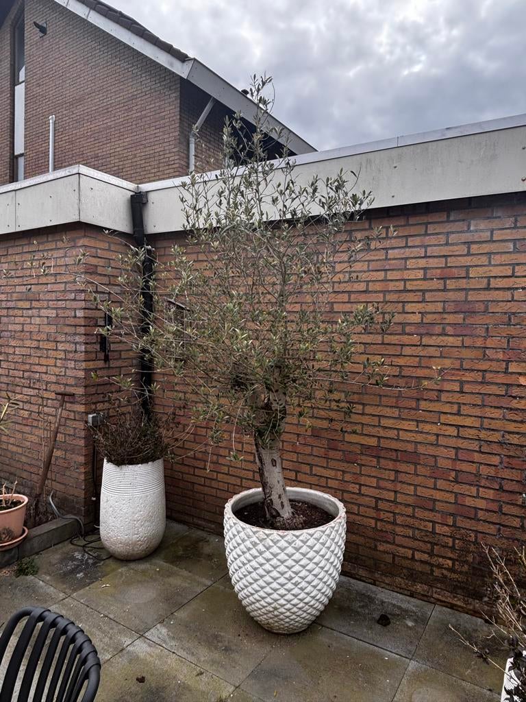 Grote Olijfboom in witte pot, Volle zon, Vaste plant, Bloeit niet, Ophalen
