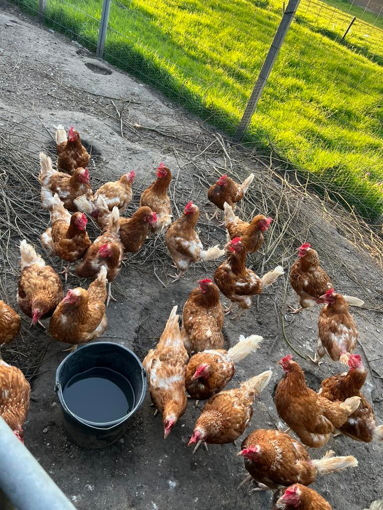 Oude legkippen, Vrouwelijk, Kip