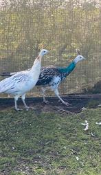 Zwartvleugel pauwen van 2025, Dieren en Toebehoren, Pluimvee, Meerdere dieren, Overige soorten