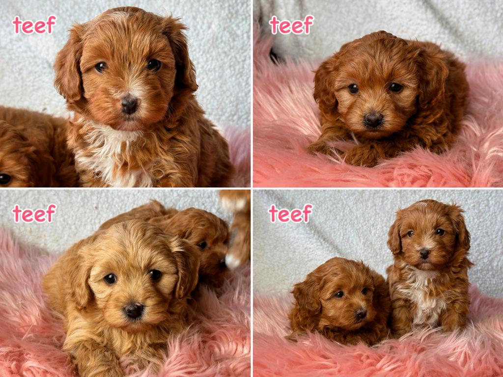 Maltipoo pups  teefje 1750€ super mooi reu 1650