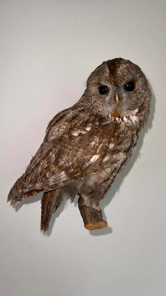 Bosuil taxidermy, Verzamelen, Ophalen of Verzenden, Zo goed als nieuw, Vogel, Opgezet dier