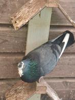 Mooie jonge kropper, Mannelijk