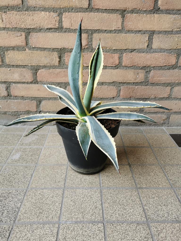 Agave plant, Tuin en Terras, Volle zon, Vaste plant, Bloeit niet, Ophalen