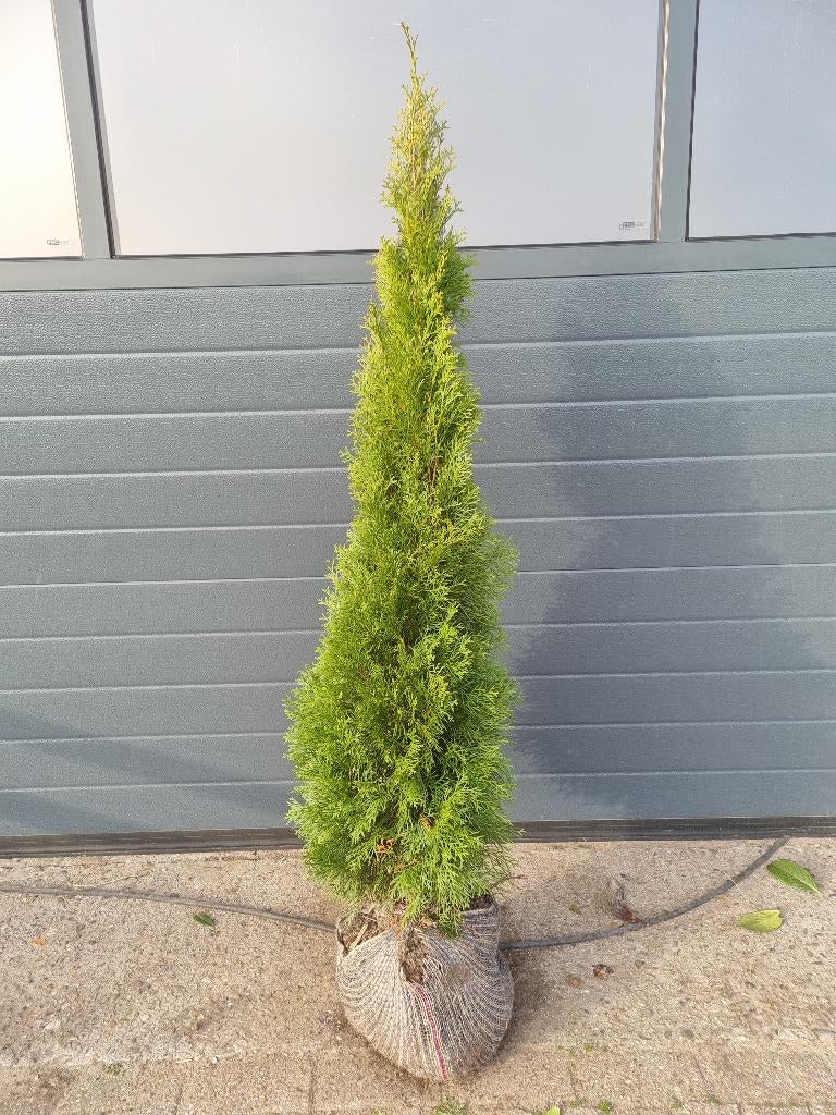 Aanbieding: Thuja Brabant 120/140 €5,50 per stuk € 5,50, Tuin en Terras, Planten | Struiken en Hagen, Ophalen, Conifeer, Haag