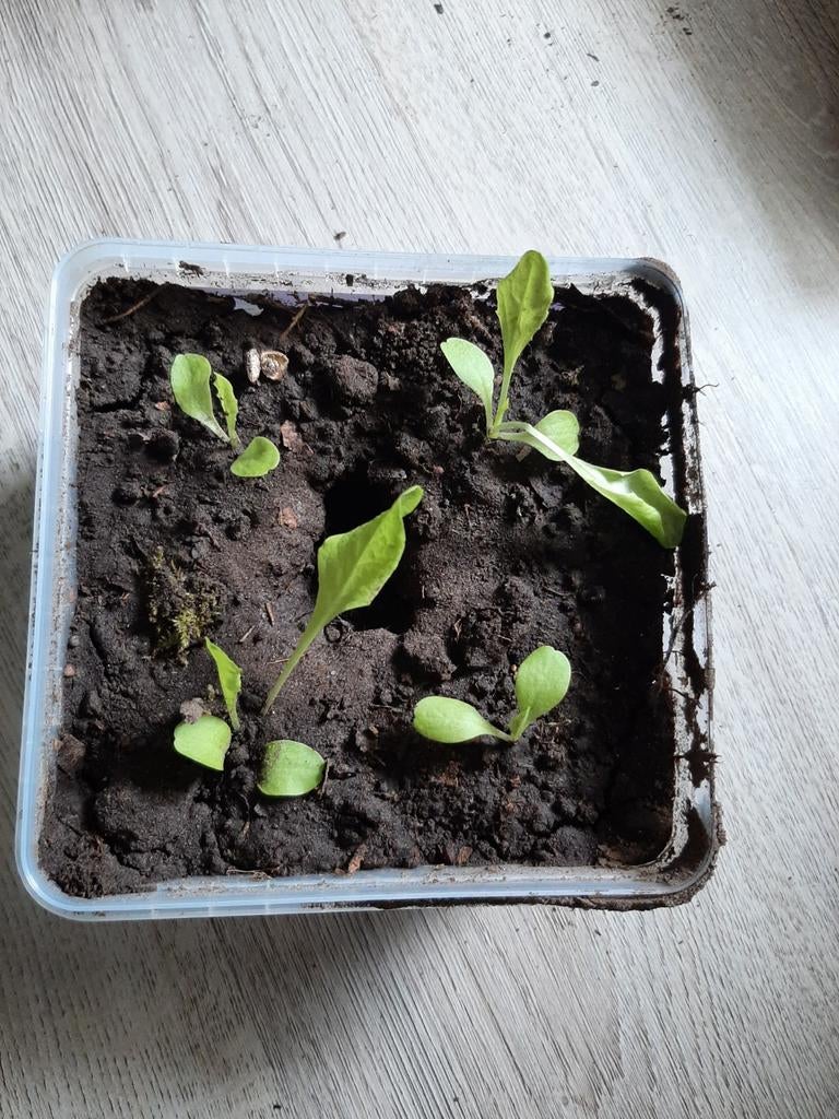4 jonge sla plantjes - klaar om te planten!, Tuin en Terras, Planten | Tuinplanten, Ophalen of Verzenden