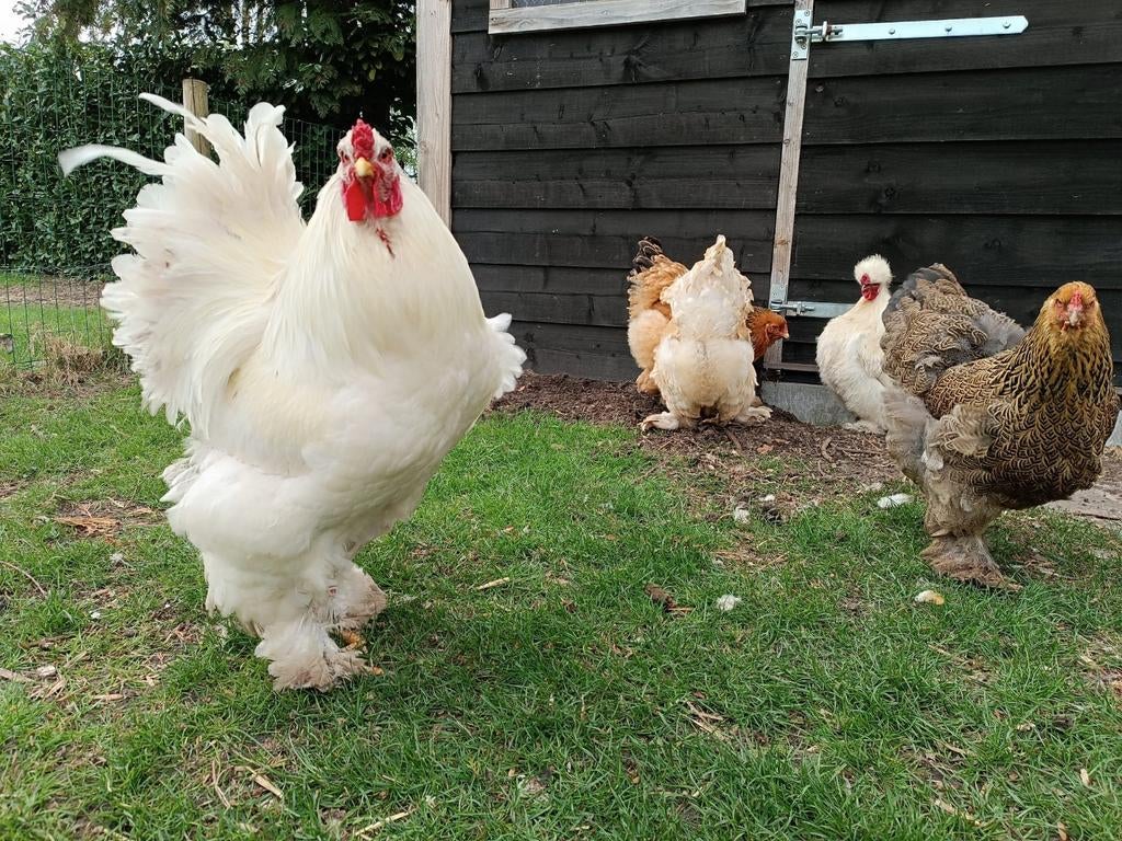 Broedeieren brahma, Dieren en Toebehoren, Pluimvee, Geslacht onbekend, Kip