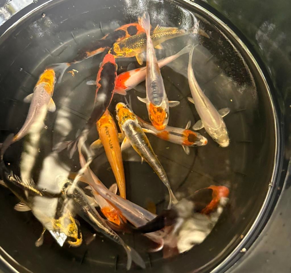Hele kleurrijke baby koi mix!, Karper of Koi