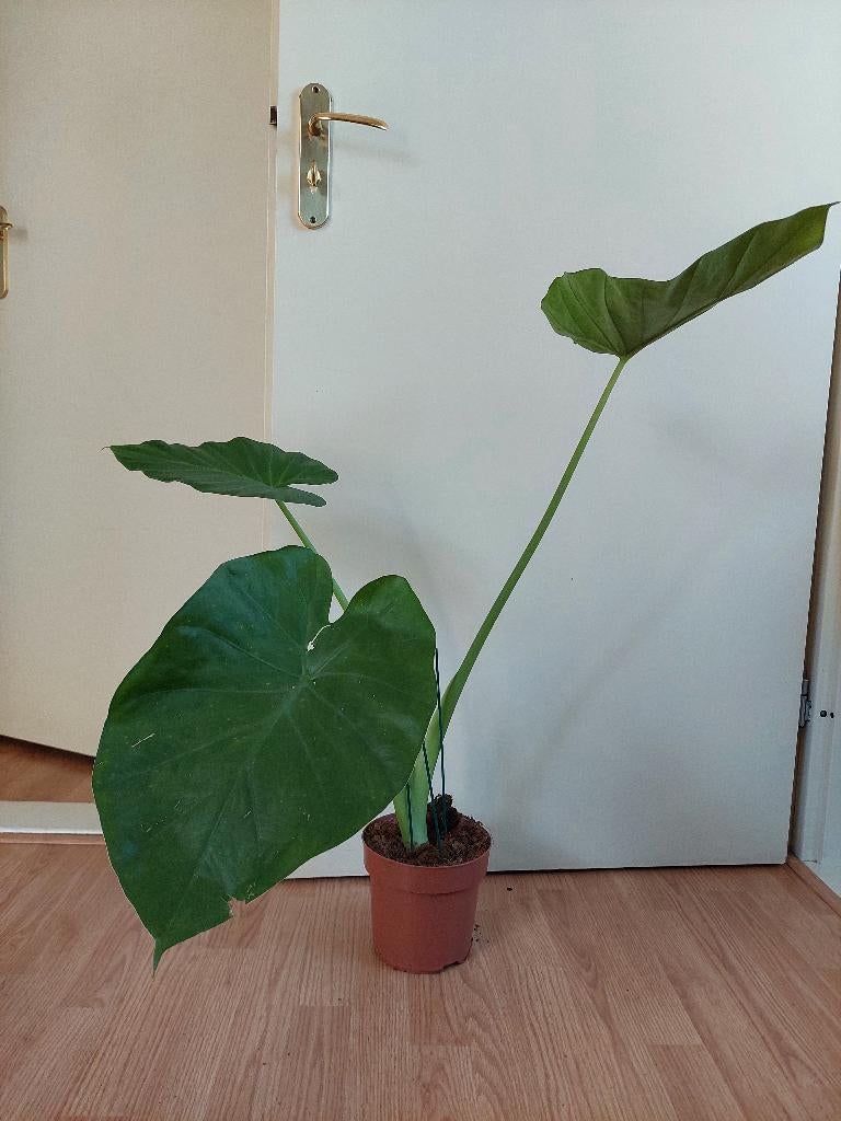 Alocasia Wentii - Olifantsoor H: 85 cm., Ophalen, Overige soorten, Halfschaduw, Minder dan 100 cm