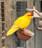 Kakariki koppels, Meerdere dieren, Parkiet