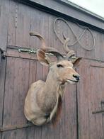 Prachtige Grote Opgezette Koedoe–Jacht Trofee–Bieden v.a.500, Ophalen, Zo goed als nieuw, Wild dier, Opgezet dier