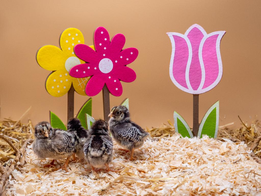 Barnevelder kriel zilver gezoomd kuikens gesekst & ingeënt, Vrouwelijk, Kip