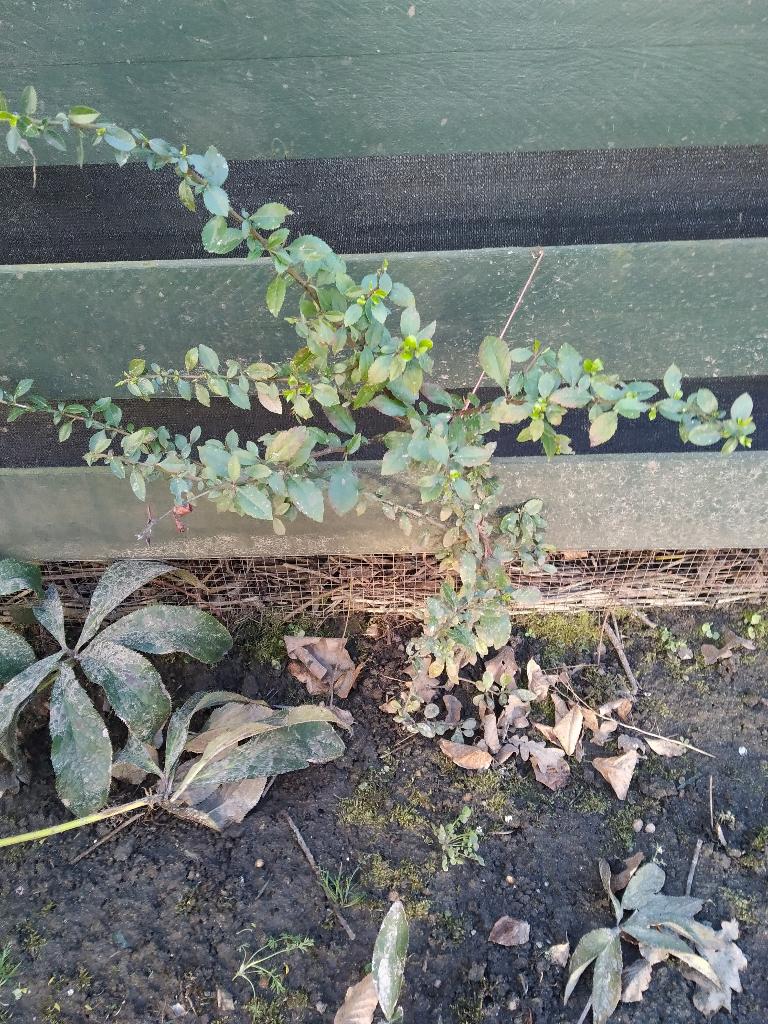 stek vuurdoorn, Volle zon, Vaste plant, Lente, Ophalen