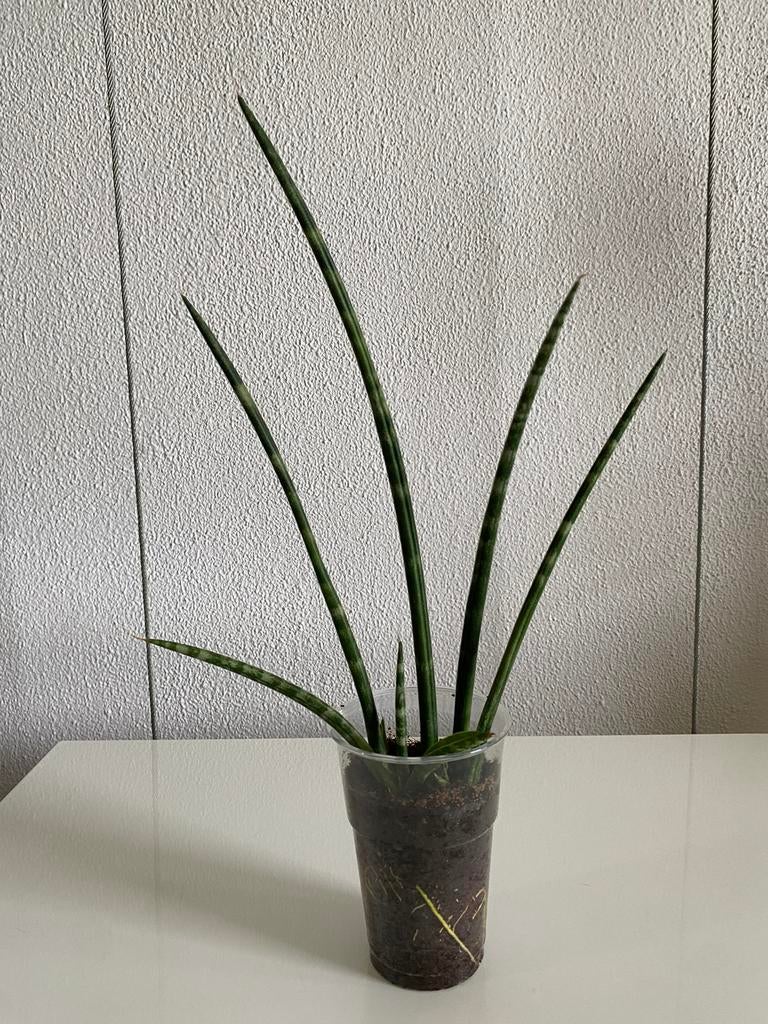 Sanseveria Cylindrica H35cm. Foto #2- Moederplant., Groene kamerplant, Ophalen of Verzenden, In pot, Minder dan 100 cm