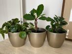 3 planten + pot (ficus, madagaskar jewel, pannenkoekplant), Ophalen of Verzenden, Halfschaduw, Minder dan 100 cm