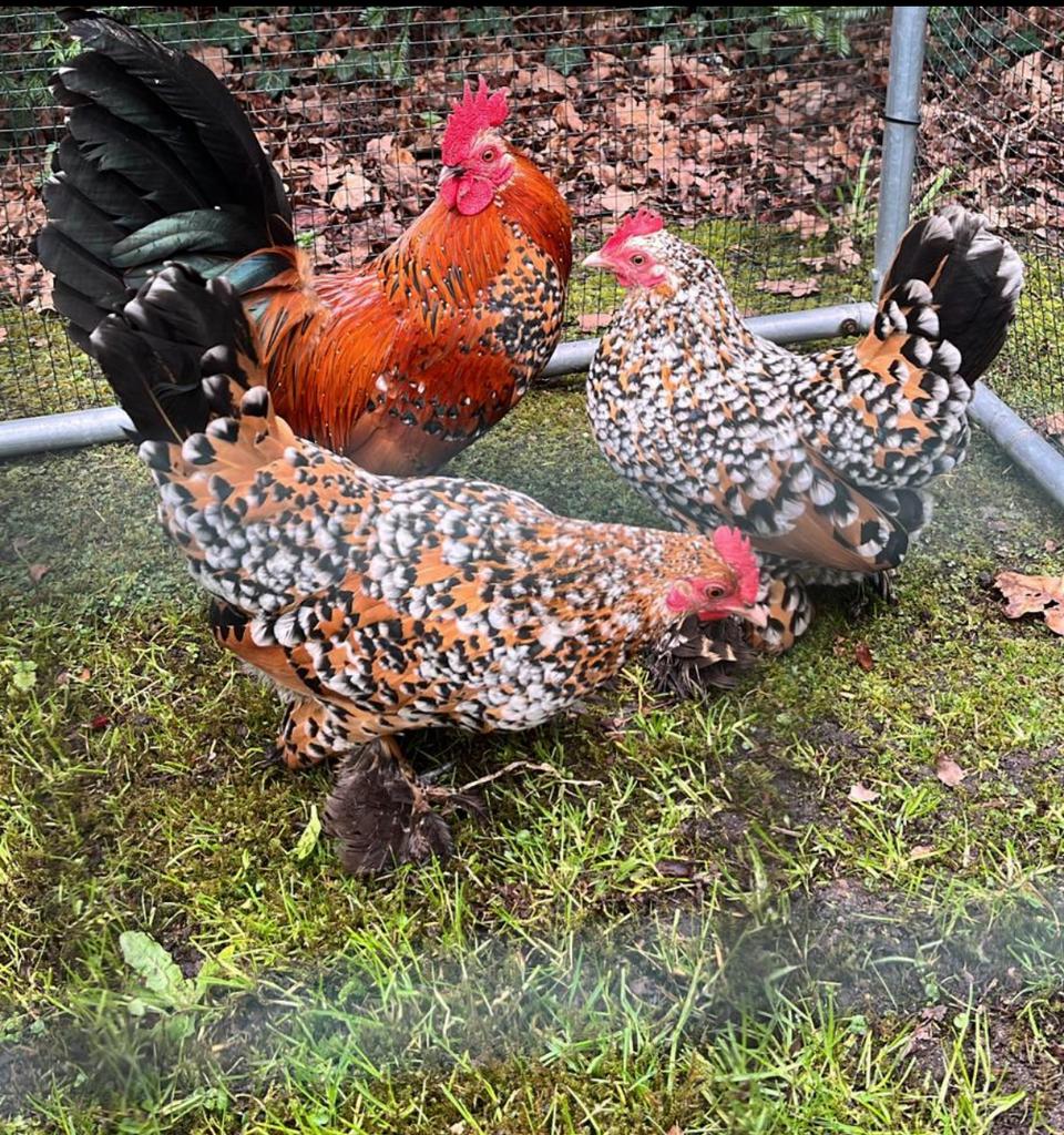 Nederlandse Sabelpootkriel eieren te koop, Dieren en Toebehoren, Pluimvee, Kip