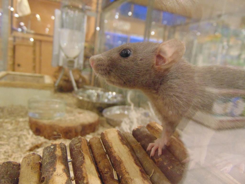Dwergratjes ratten rat, Dieren en Toebehoren, Knaagdieren, Rat, Maart, Mannelijk, Tam