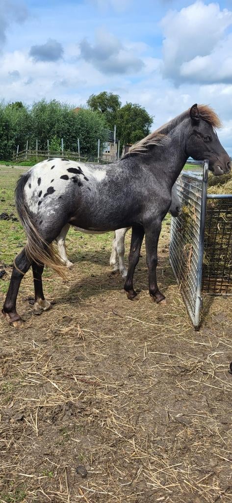 Prachtig appaloosa hengstje van 2 jaar., Dieren en Toebehoren, Pony's, Hengst, A pony (tot 1.17m), 0 tot 2 jaar