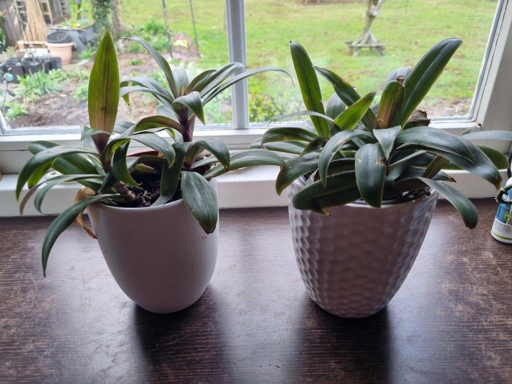 2 potten met jonge plant erin, Tuin en Terras, Bloempotten, Rond, Ophalen of Verzenden, Aardewerk, Minder dan 40 cm