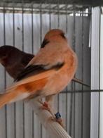Mooie rood bonte kanaries, Dieren en Toebehoren, Vogels | Kanaries, Meerdere dieren, Kleurkanarie