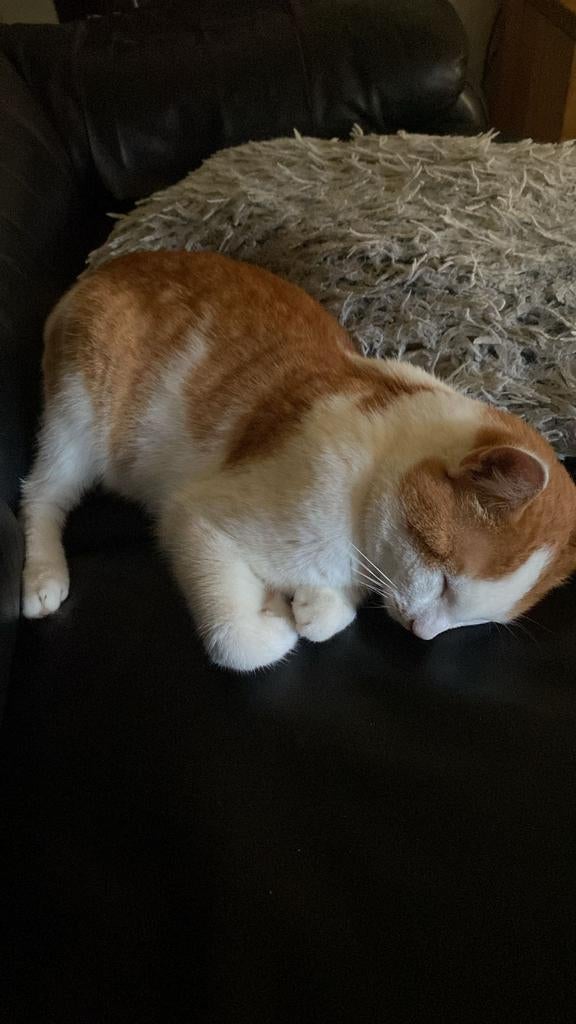 Lieve kater, Dieren en Toebehoren, Kater