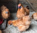 Trio zijdehoender kriel kippen, Dieren en Toebehoren, Pluimvee, Meerdere dieren, Kip