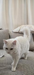 Beautiful White Long-Haired Cat - 8 Months - Microchipped &, Kater
