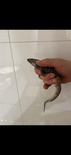 Gallotia galloti eisentrauti, Dieren en Toebehoren, Hagedis, 3 tot 6 jaar