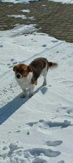 Bobby, klein medium reutje gecastreerd 1 jaar, Particulier, Reu, 1 tot 2 jaar, Buitenland
