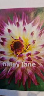 Dahlia knollen, Tuin en Terras, Bloembollen en Zaden, Ophalen of Verzenden, Voorjaar, Volle zon, Knol