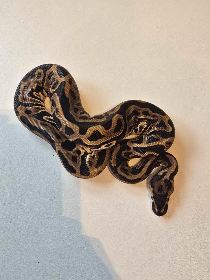 1.0 leopard DH clown pied ball python Ball Python - male for sale from martijn