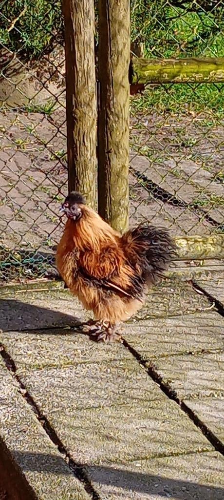 Zijdehoen kriel (Haan), Dieren en Toebehoren, Pluimvee, Mannelijk, Kip