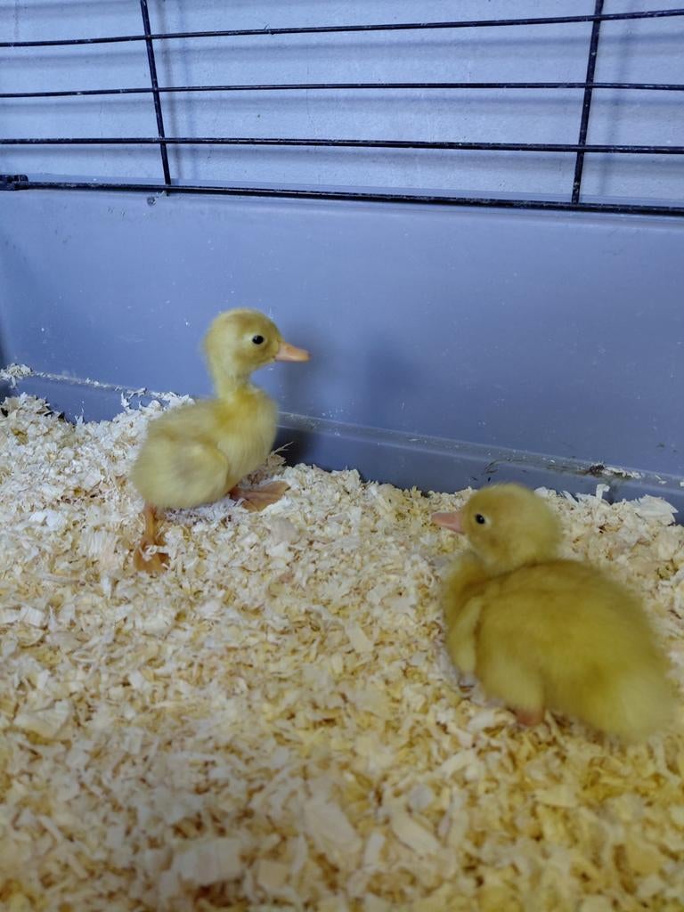 Loopeend pullen/kuikens, Dieren en Toebehoren, Pluimvee, Geslacht onbekend, Eend