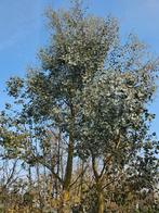Grote eucalyptus takken om te stekken of decoratie, Tuin en Terras, Ophalen, Overige soorten, Volle zon