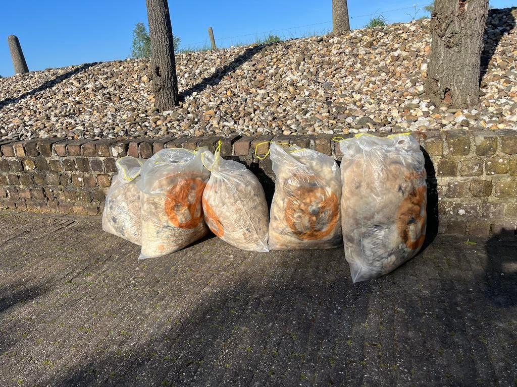 Wol van Walliser Schwarznase schapen, Dieren en Toebehoren, Schapen, Geiten en Varkens, Vrouwelijk, Schaap