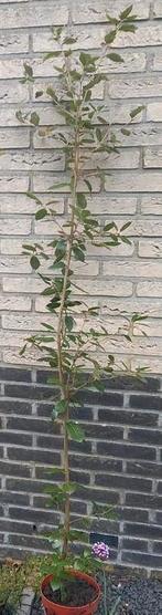 Quercus Ilex Steeneik in pot, Bloeit niet, 100 tot 250 cm, Ophalen, Volle zon