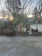 Quessant schapen 2 stuks rammetjes, Dieren en Toebehoren, Schapen, Geiten en Varkens, Mannelijk, Schaap