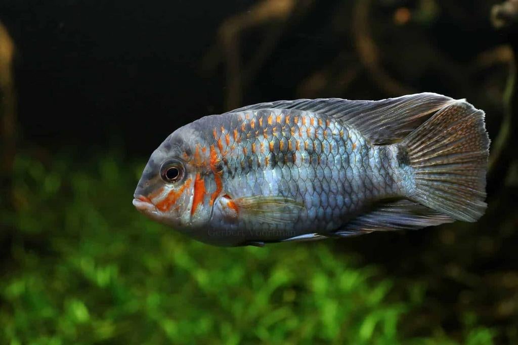 Krobia xinguensis 12cm, Dieren en Toebehoren, Vis