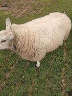 Texelaar swifter ooi, Dieren en Toebehoren, Schapen, Geiten en Varkens, Vrouwelijk, Schaap