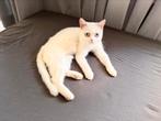 ADOPTIE British Luna, Dieren en Toebehoren, Poes