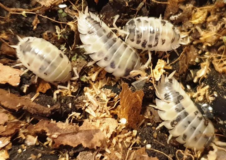 isopods - pissebedden, Dieren en Toebehoren, Insecten en Spinnen, Overige soorten